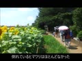 清瀬ひまわりフェスティバル　令和元年夏.mp4